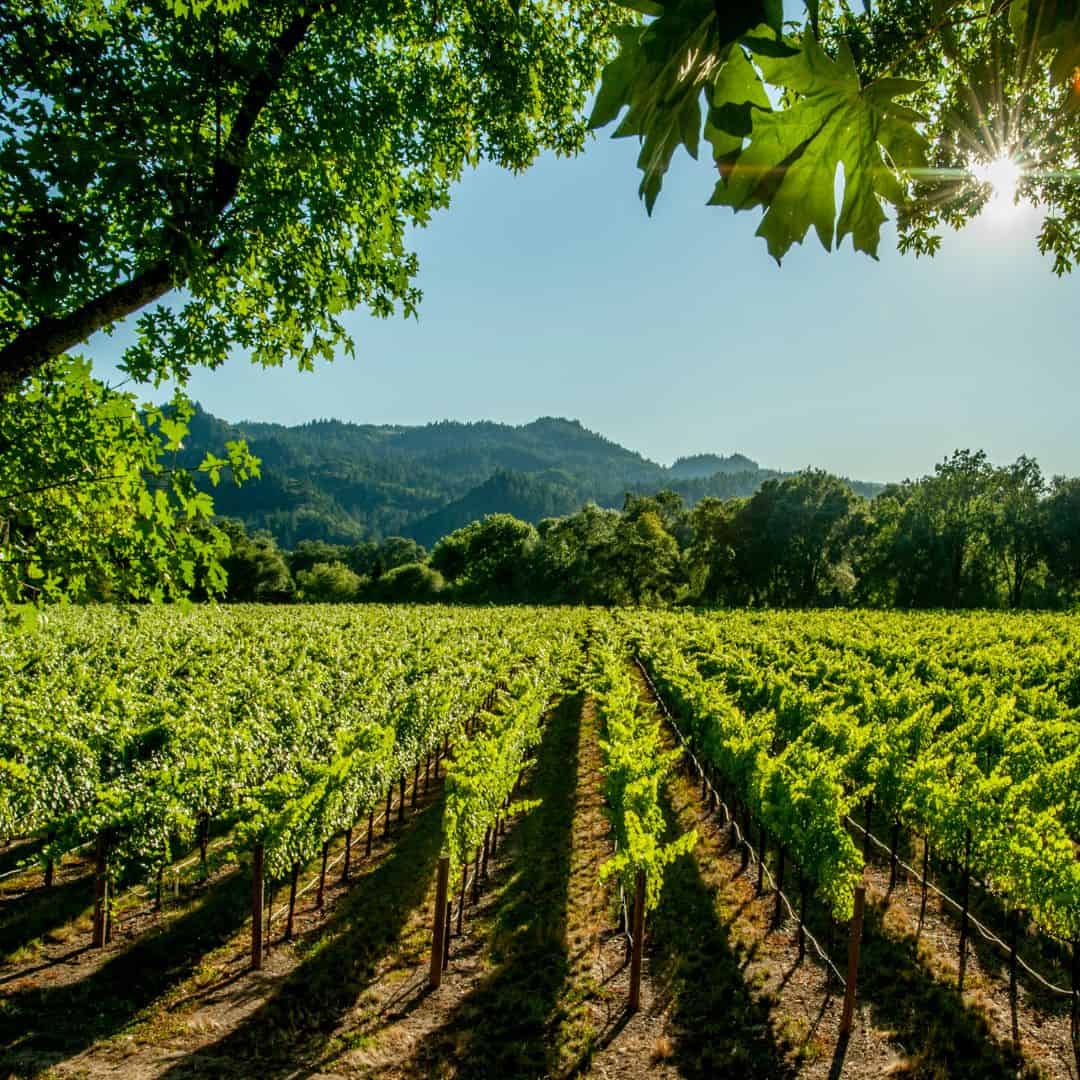 lotes en teno, loteo en venta, terrenos en teno, huerto el cisne